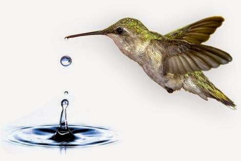 colibrí y agua